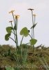 Model Scene VG3-003 Marsh Marigold 1/32 , 1/35
